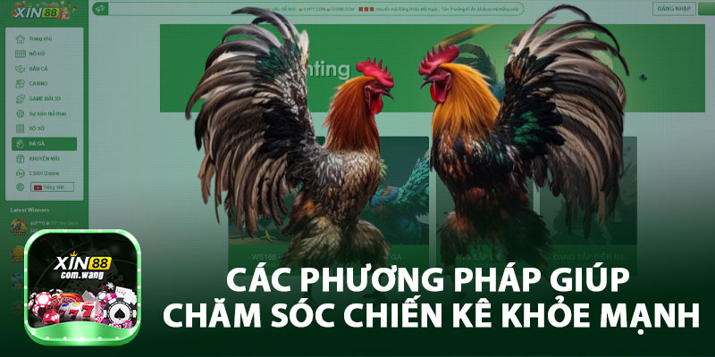 Các Phương Pháp Giúp Chăm Sóc Chiến Kê Khỏe Mạnh