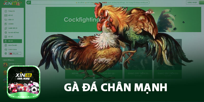 Gà Đá Chân Mạnh