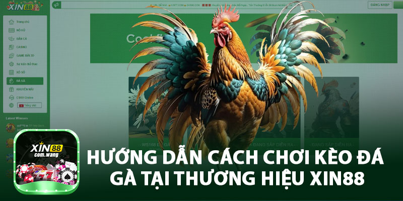 Hướng Dẫn Cách Chơi Kèo Đá Gà Tại Thương Hiệu Xin88