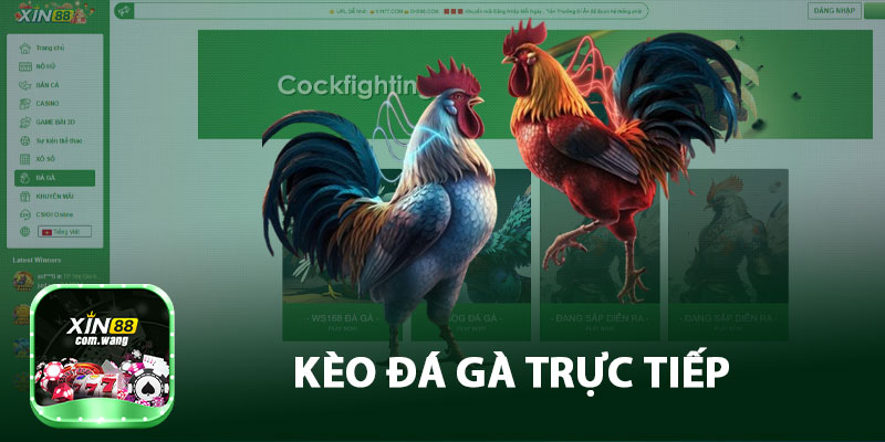 Kèo Đá Gà Trực Tiếp