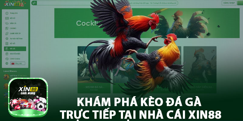 Khám Phá Kèo Đá Gà Trực Tiếp Tại Nhà Cái Xin88