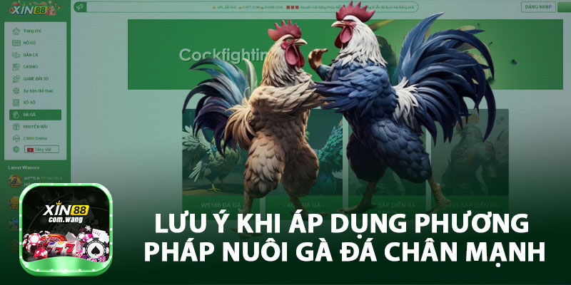 Lưu Ý Khi Áp Dụng Phương Pháp Nuôi Gà Đá Chân Mạnh