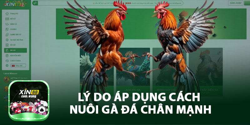 Lý Do Áp Dụng Cách Nuôi Gà Đá Chân Mạnh